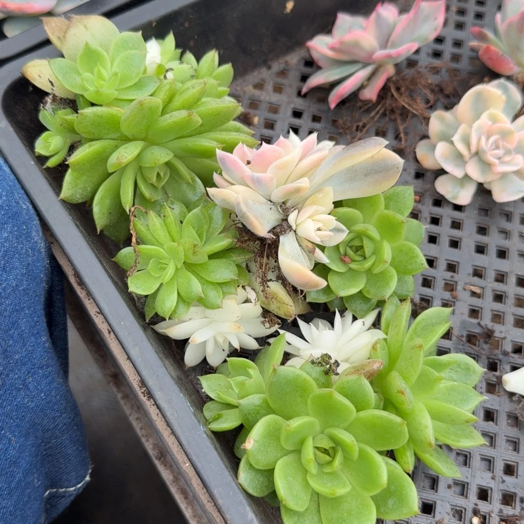 阴阳锦群生的如今