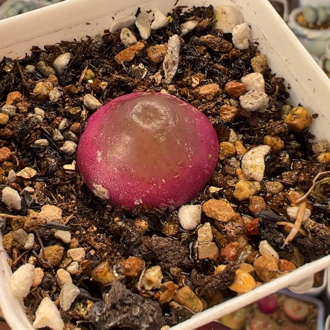 024多肉植物百科