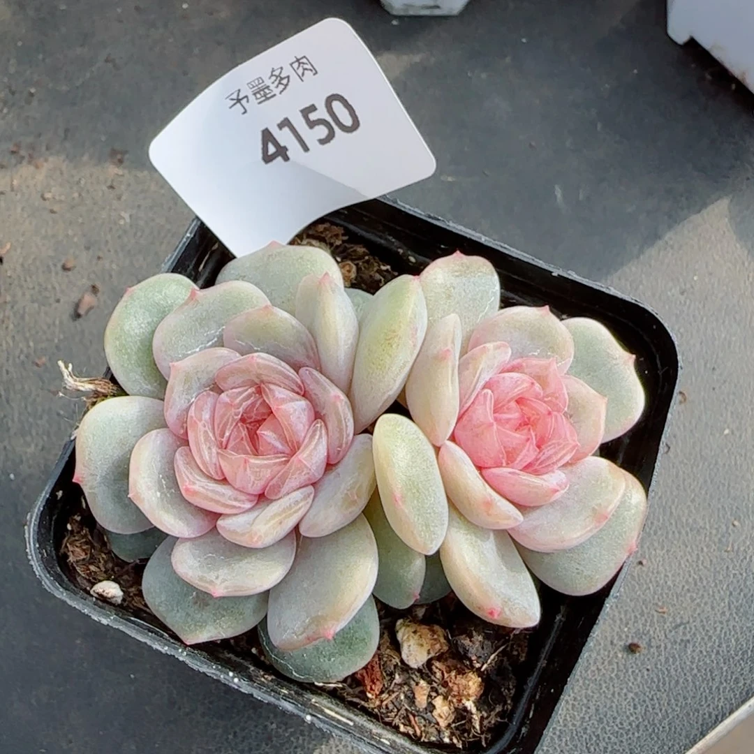 粉恋，4150多肉植物