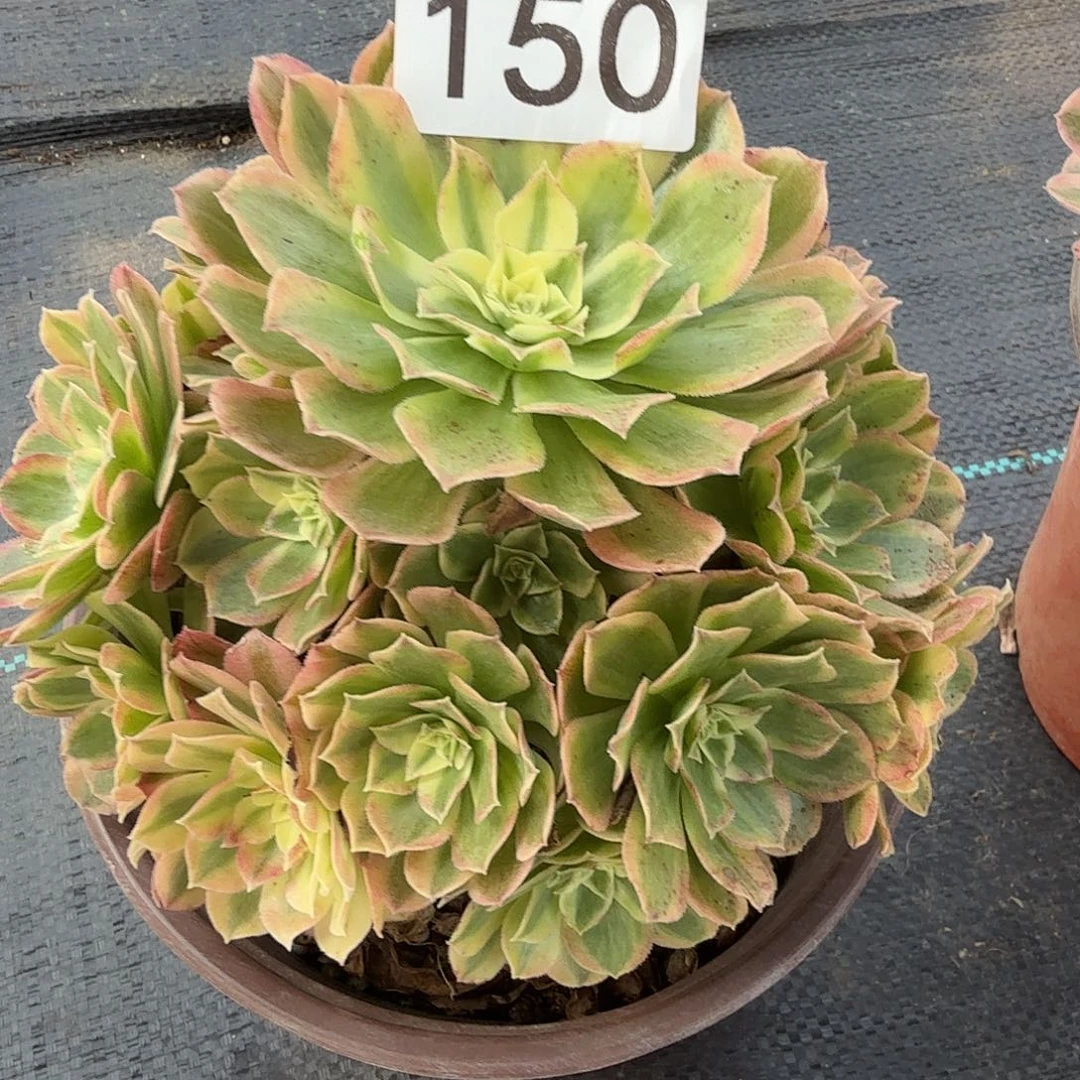 玉姿法师多肉美美美150