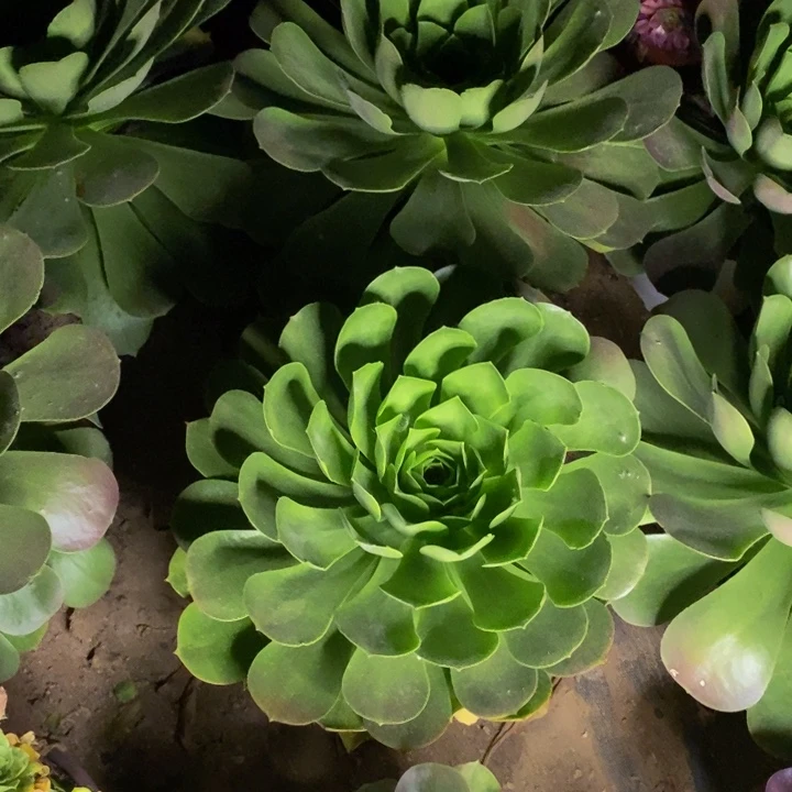 香炉盘多肉断头不包量拍