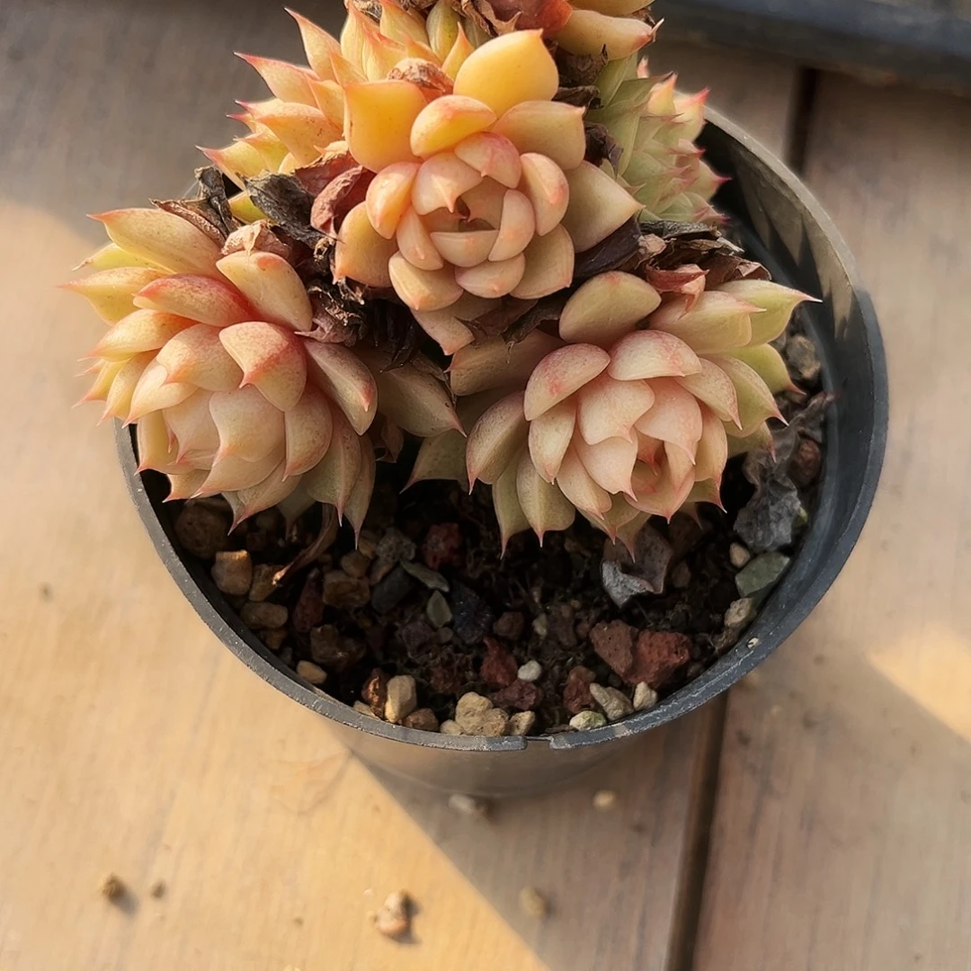 ****️55多肉植物提取萃取剂