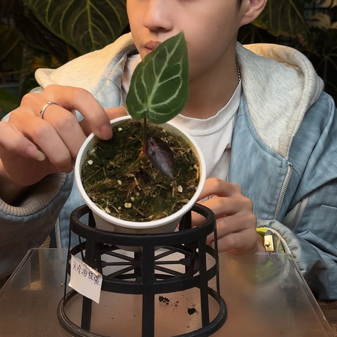 完全开放W160紫水晶杂