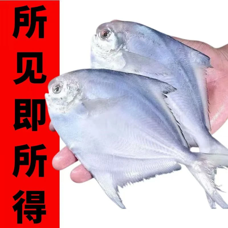 【京东冷链发货】海捕银鲳鱼 肉肥新鲜 一斤/四条 刺少肉嫩
