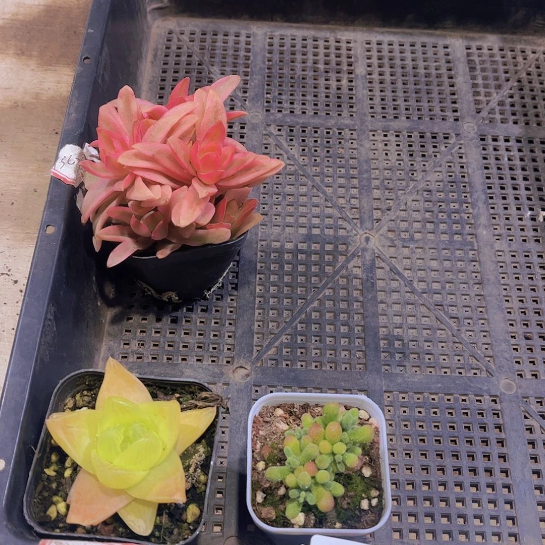 甜**豆多肉761多肉植物