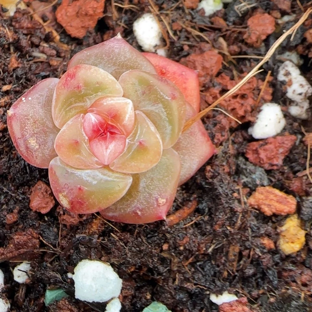 小卡拉米糖心一物一拍