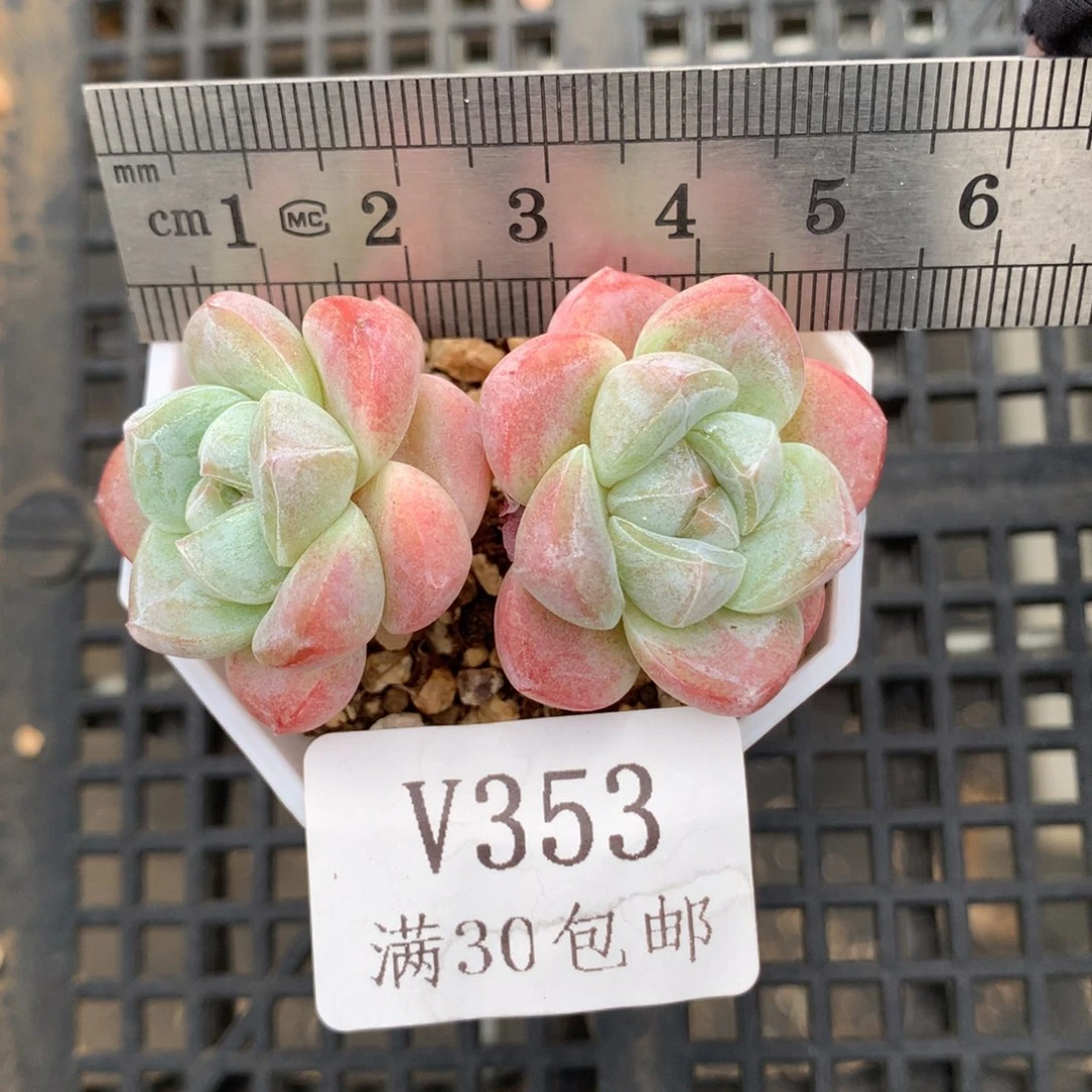 353。双头冰玉糖心冰玉。