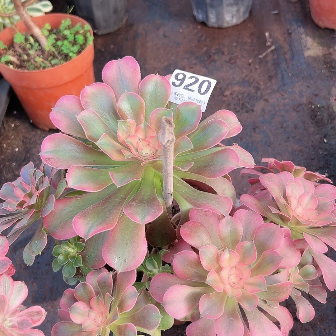 香妃920多肉植物多肉植物