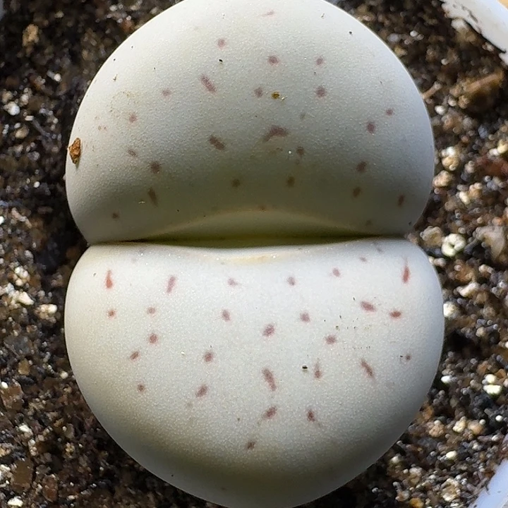 生石花1111112。  217