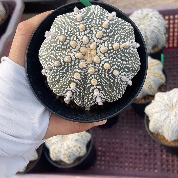 奇迹兜微瑕疵特价款