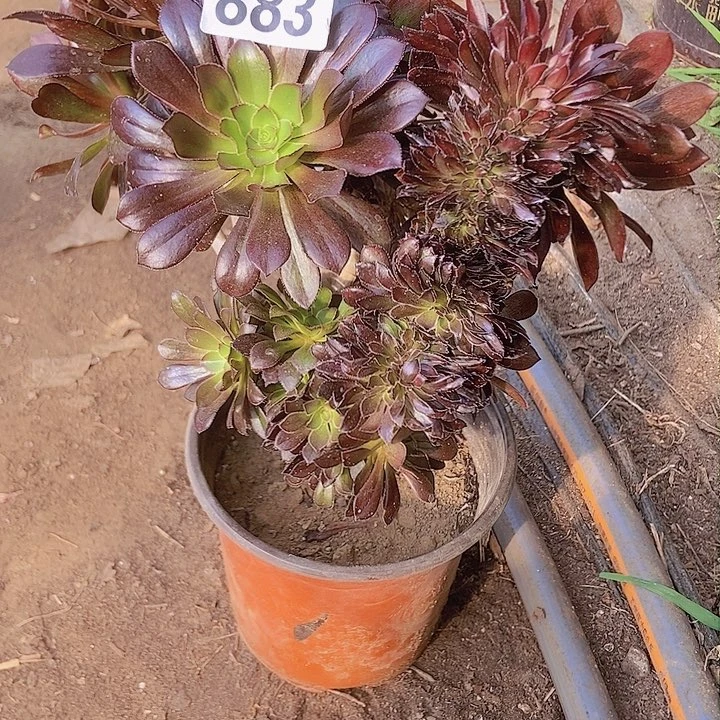 883黑缀化老板子法师缀