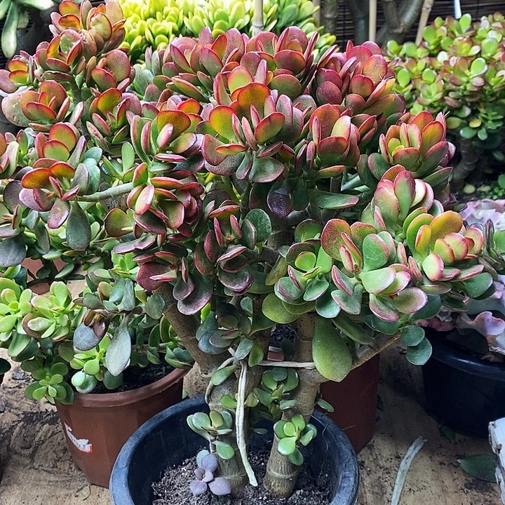 姬红仙子一物一拍