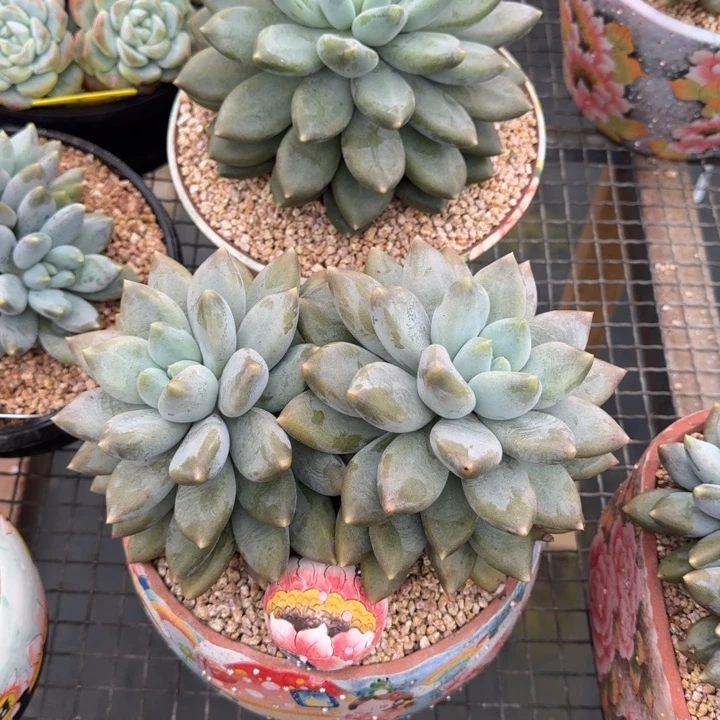 再***好多肉植物哥特萝莉