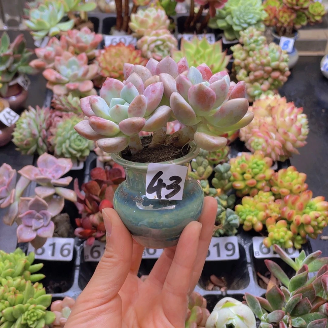 滕*花器花器花器花器花器