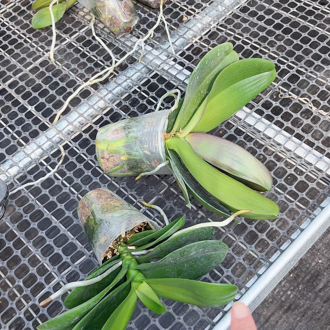 无花朵大辣椒白天鹅各一颗