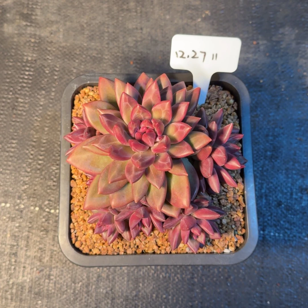 一物一拍七头迷雾泡泡11