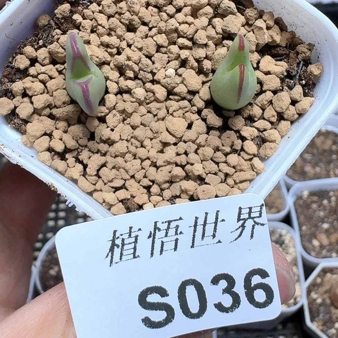 多肉植物的多肉植物我