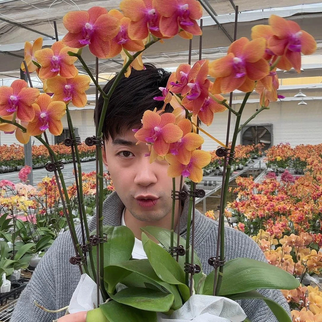完全开放相恋双花剑两颗装