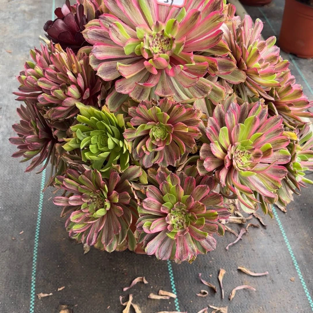 59粉黛多肉植物绿植