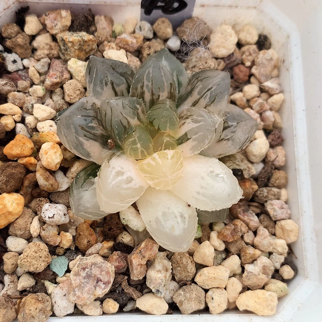 OM玉露锦， 194号，