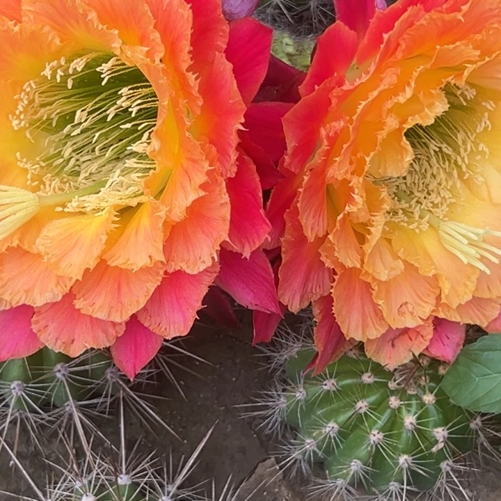 清清云彩根瑕疵有干皮