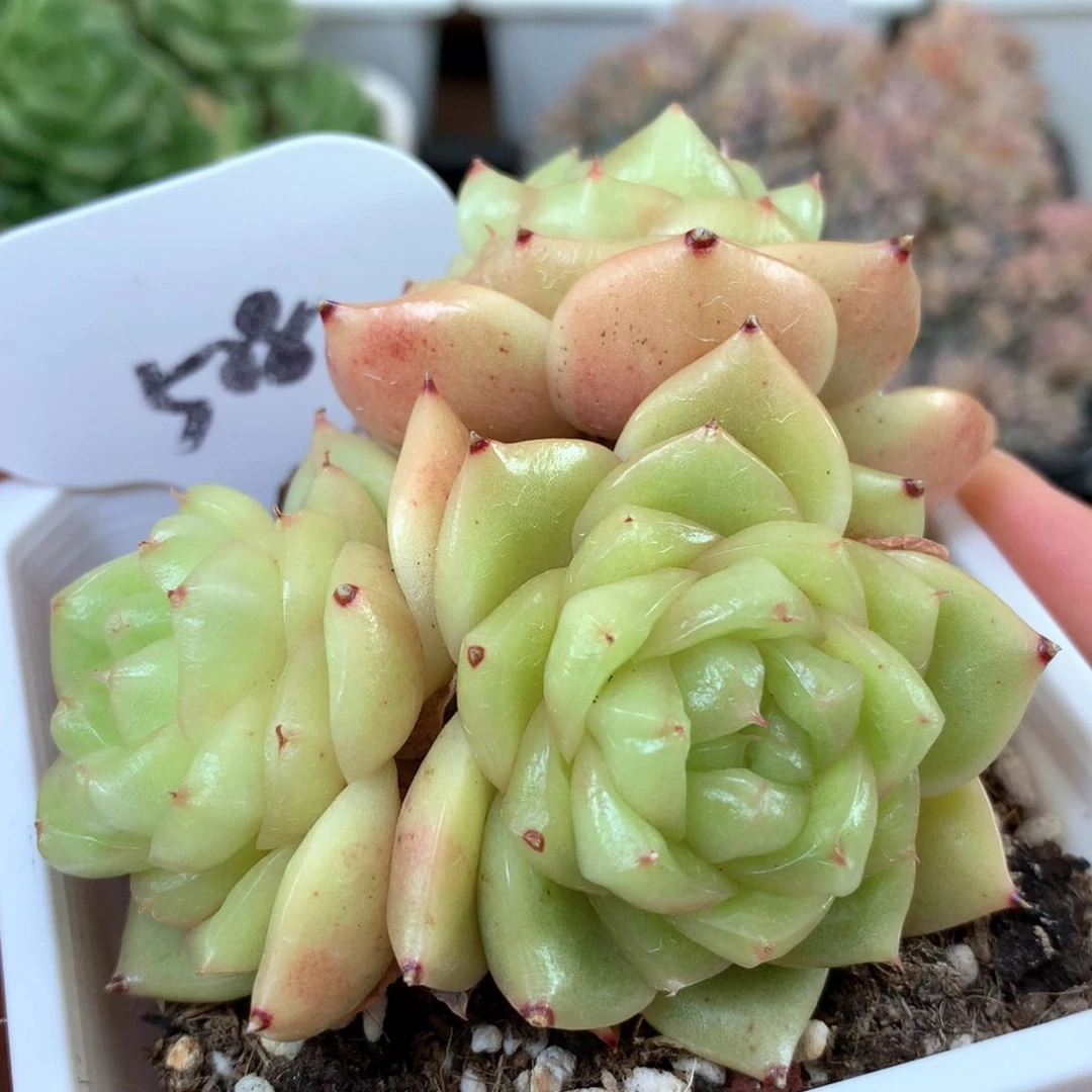 玉芷珍妮3头群508多肉
