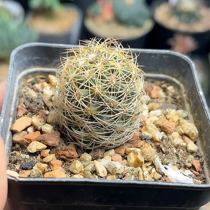 顶花球实生球一颗2.7公分