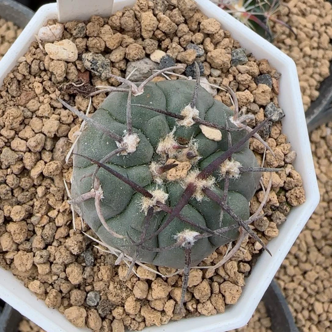 156实生输入度边光琳多肉