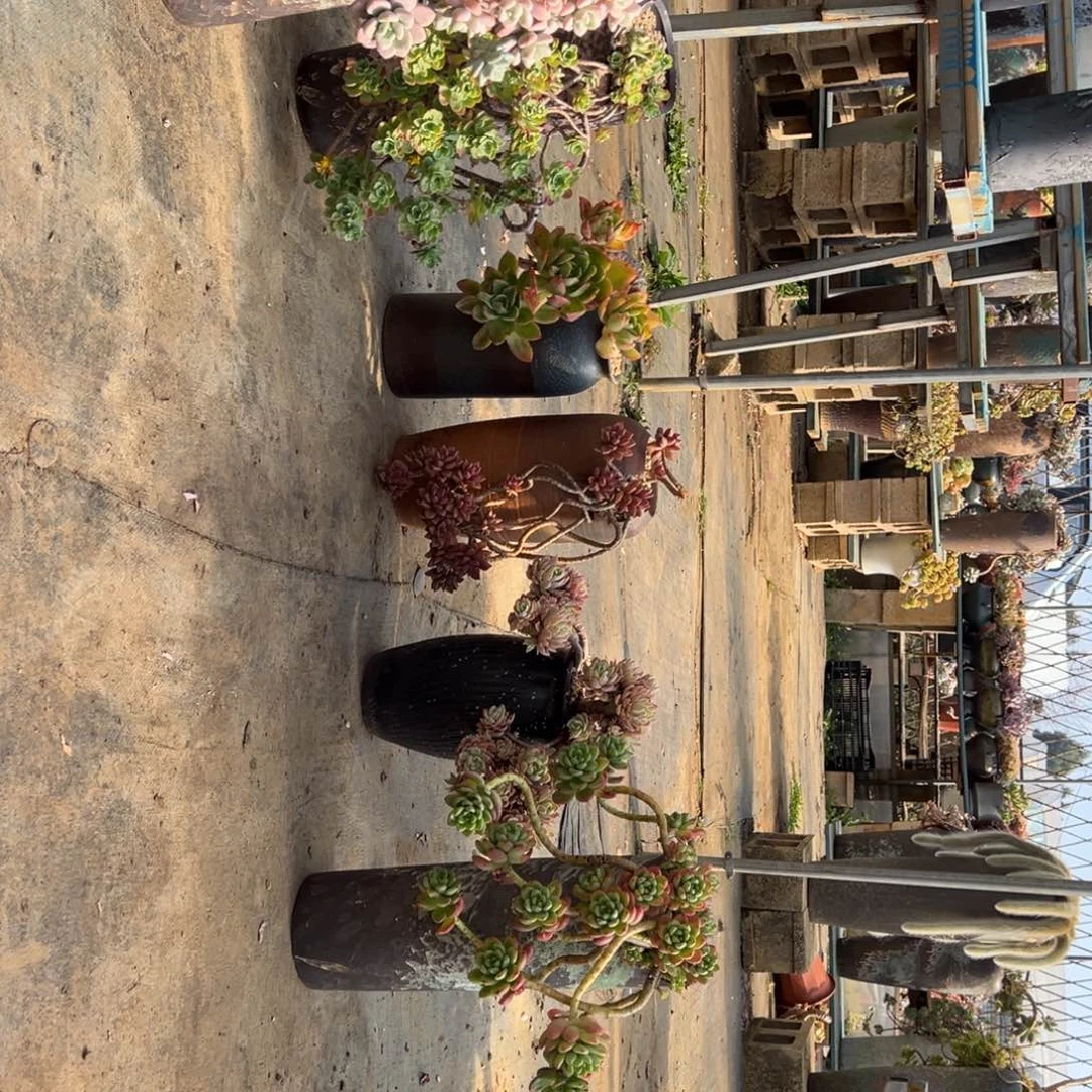 老桩洛神加金辉加薄化妆加姬胧月加丝绸加香格里拉