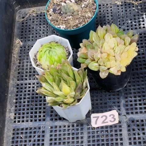 723雨露锦一物一图如图