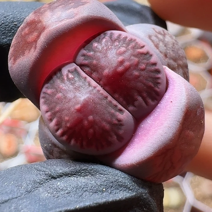 生石花11111111。   522