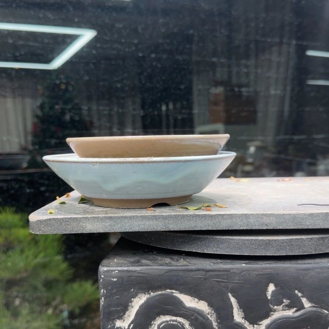 小***.无花朵花卉苗木花卉苗木