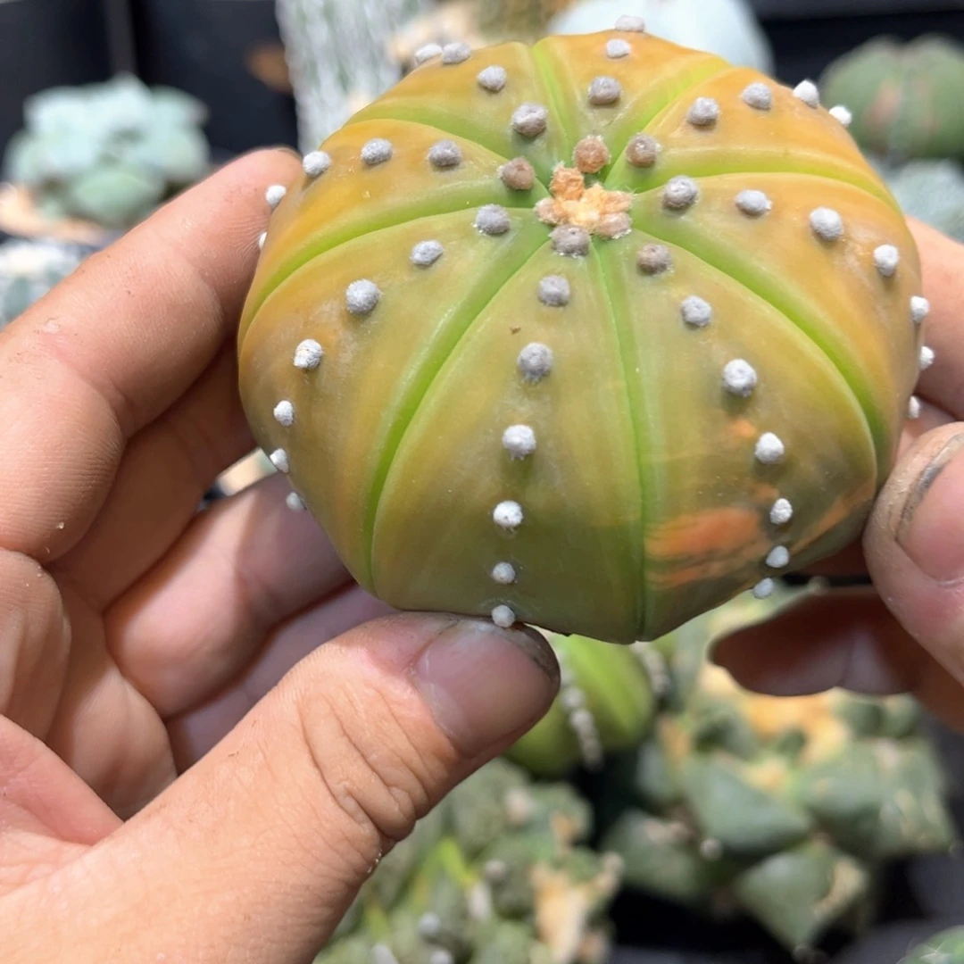 云***轻实生兜特价一颗80