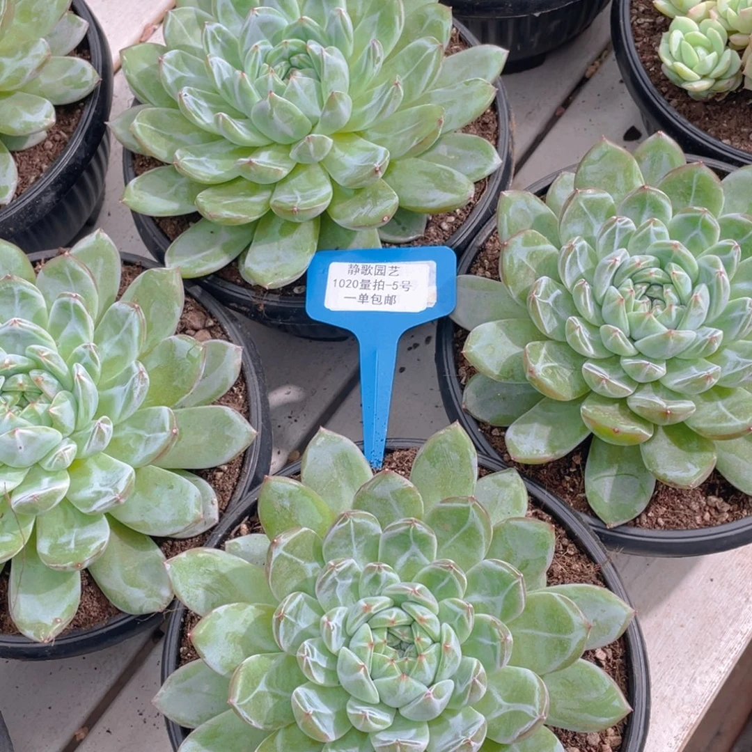 1020-5-雪花珍妮母本单头一颗