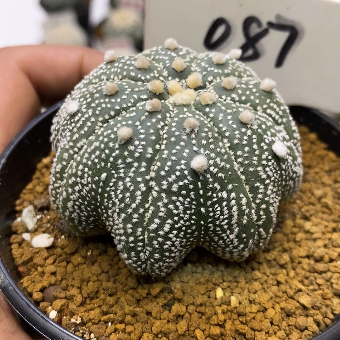 087福利特价来了统计