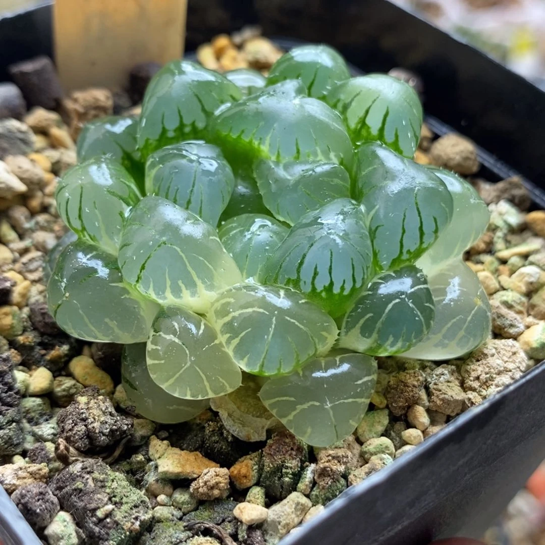 21湖水玉露锦一物一拍