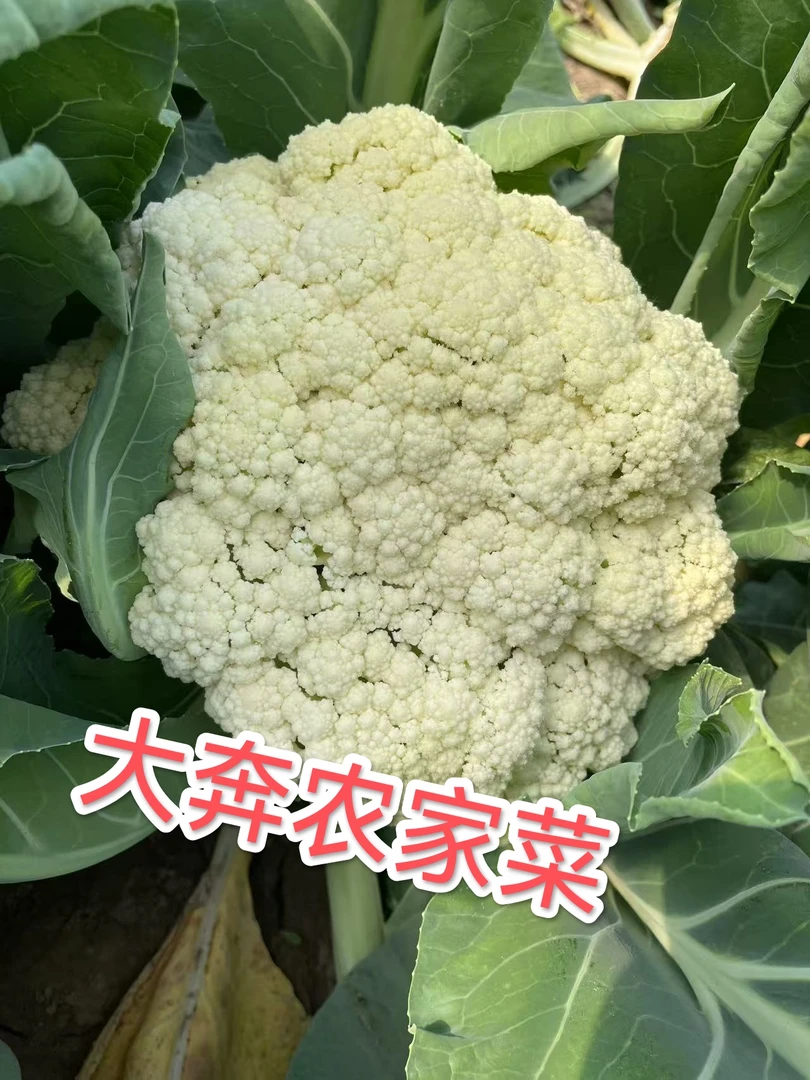 青梗散花菜农家自种农家菜新鲜现砍花菜地头直发菜花农家菜白面