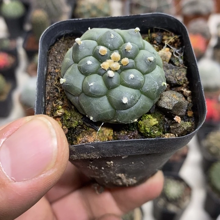 实生龟甲兜特价福利