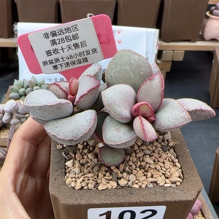 102金牛座多肉植物