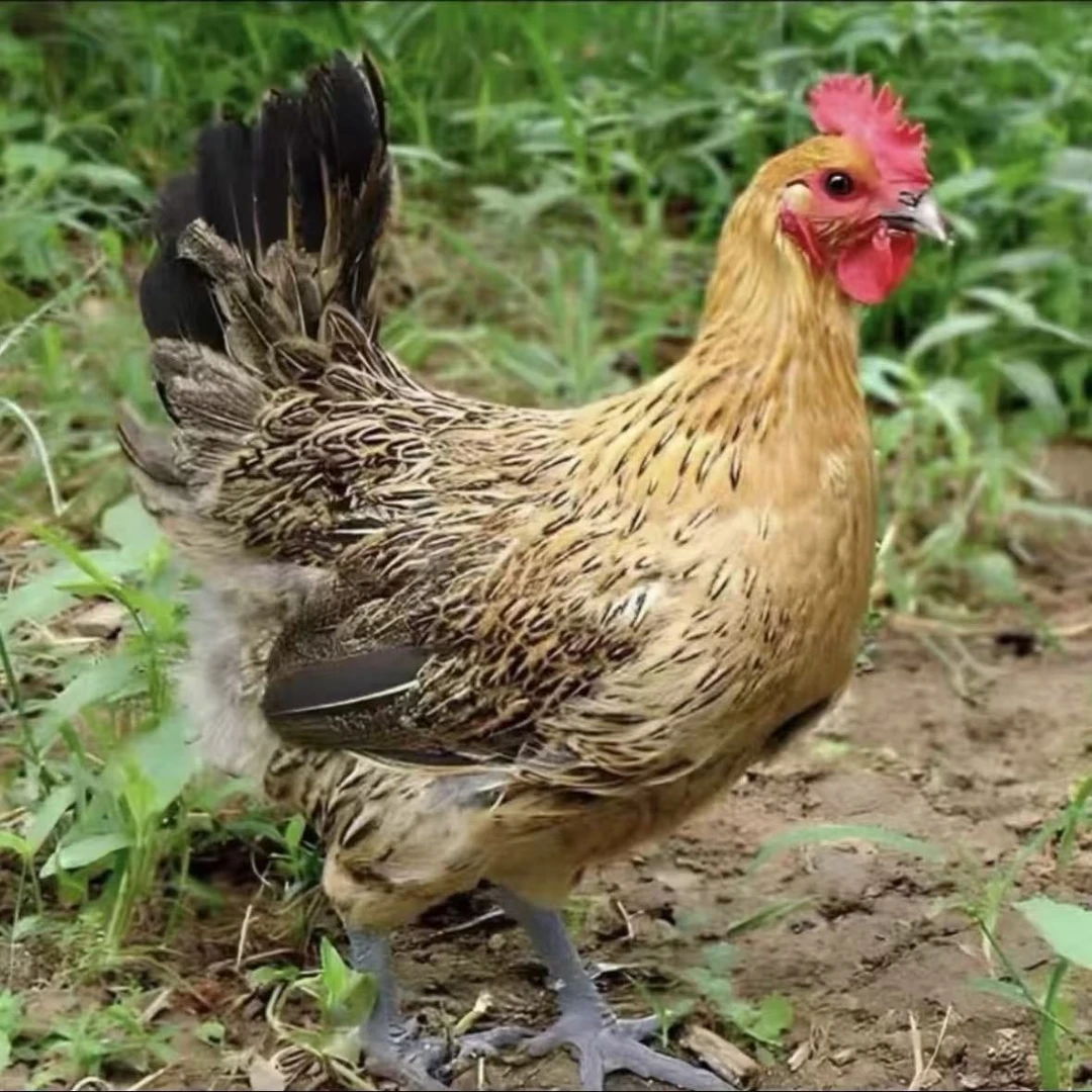 宠物鸡 麻羽下绿壳蛋 单只250g左右