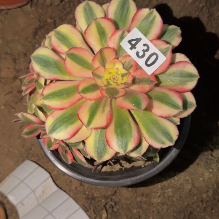 430荔枝多肉植物不售后