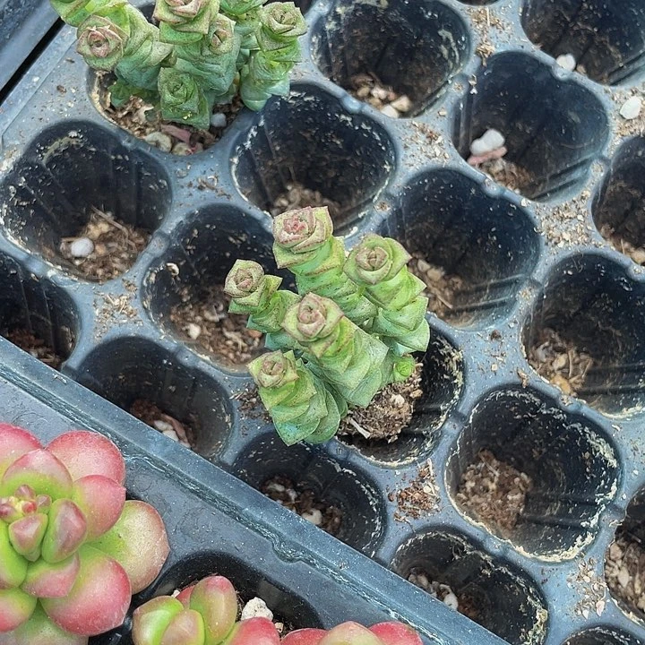 小钱串1元带土发