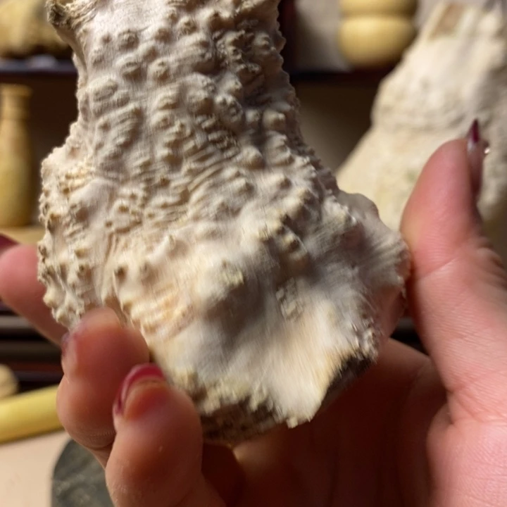 香榧木张****转黄杨木手把件