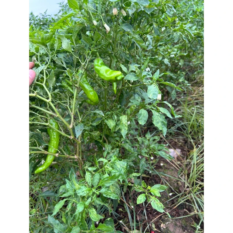 （湖南本地老品种土辣椒）薄皮辣椒农民自种农村土宝宝辣椒新鲜农村