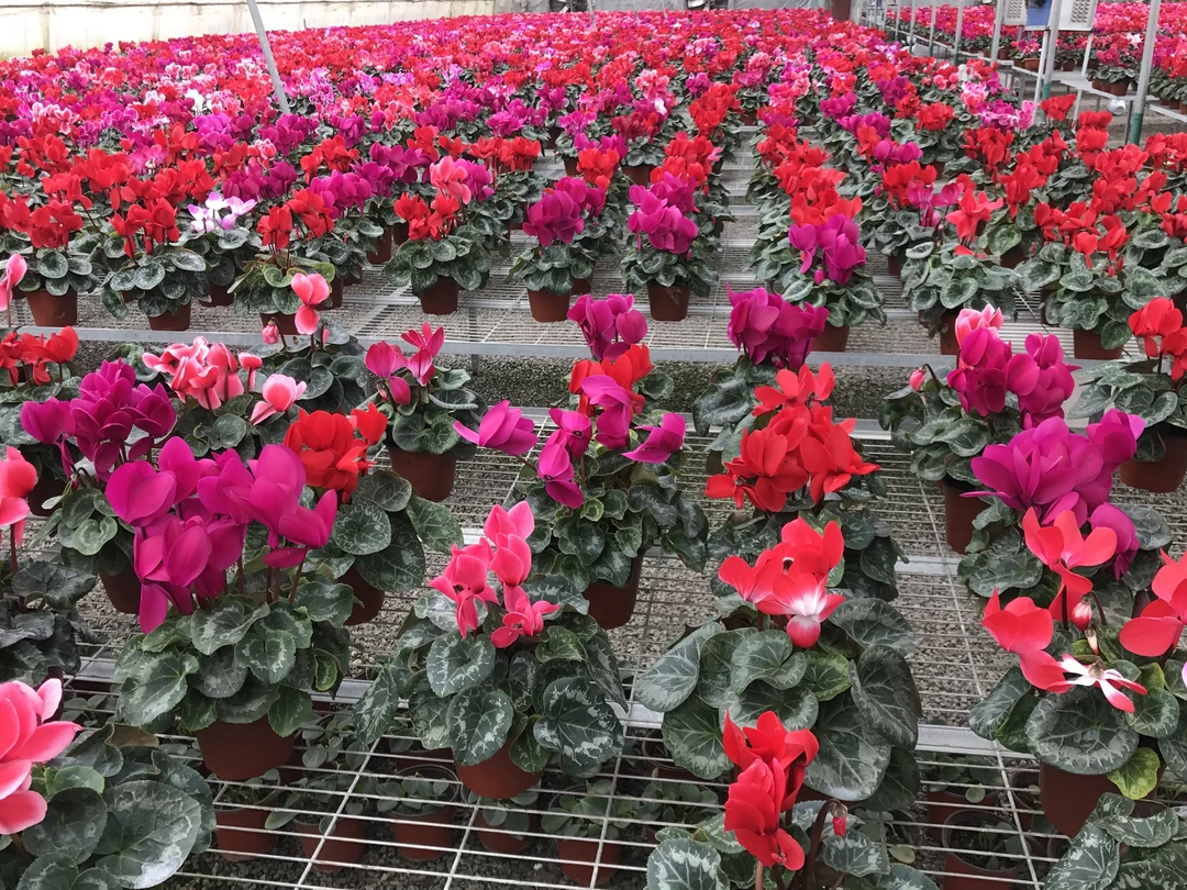 仙客来一盆好看好养的花卉植物