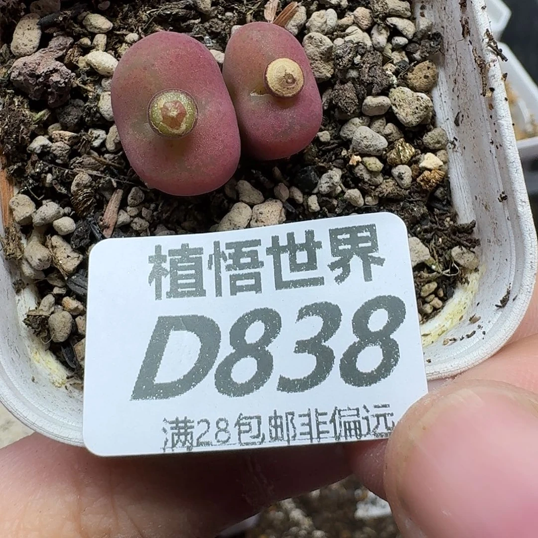 多肉W的人生的润泽fhhj
