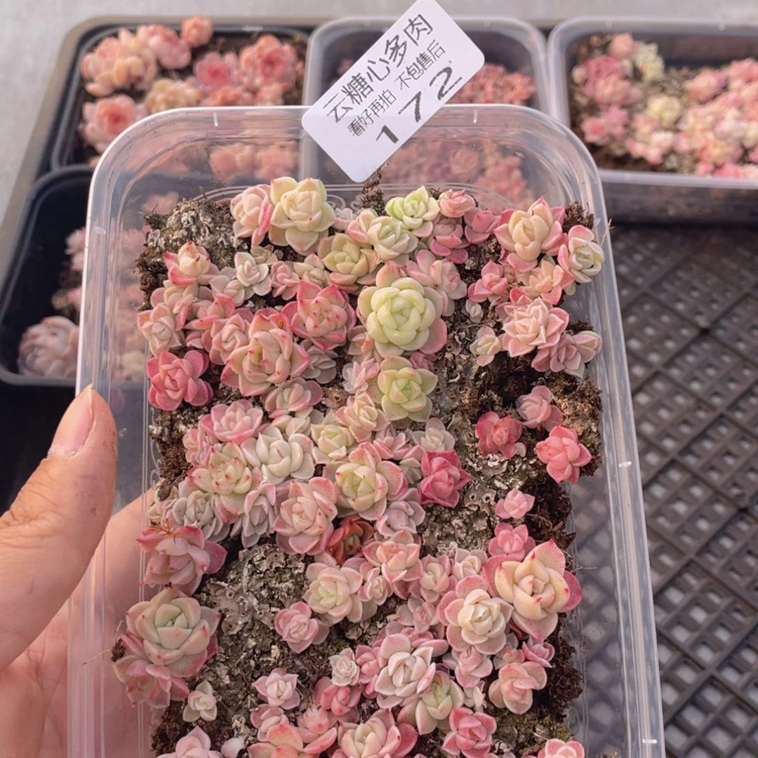 云糖心多肉植物172