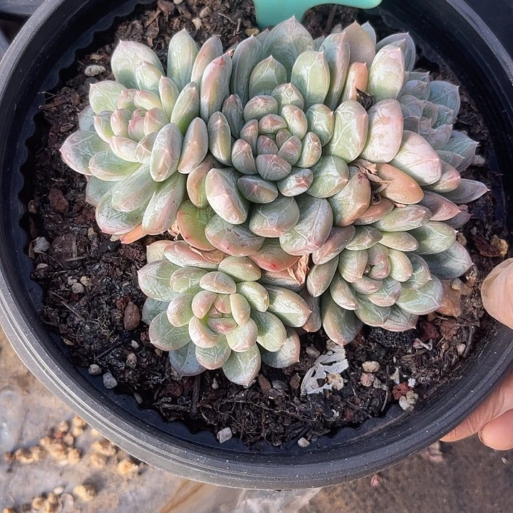 两单包邮，一物一拍19百达翡翠