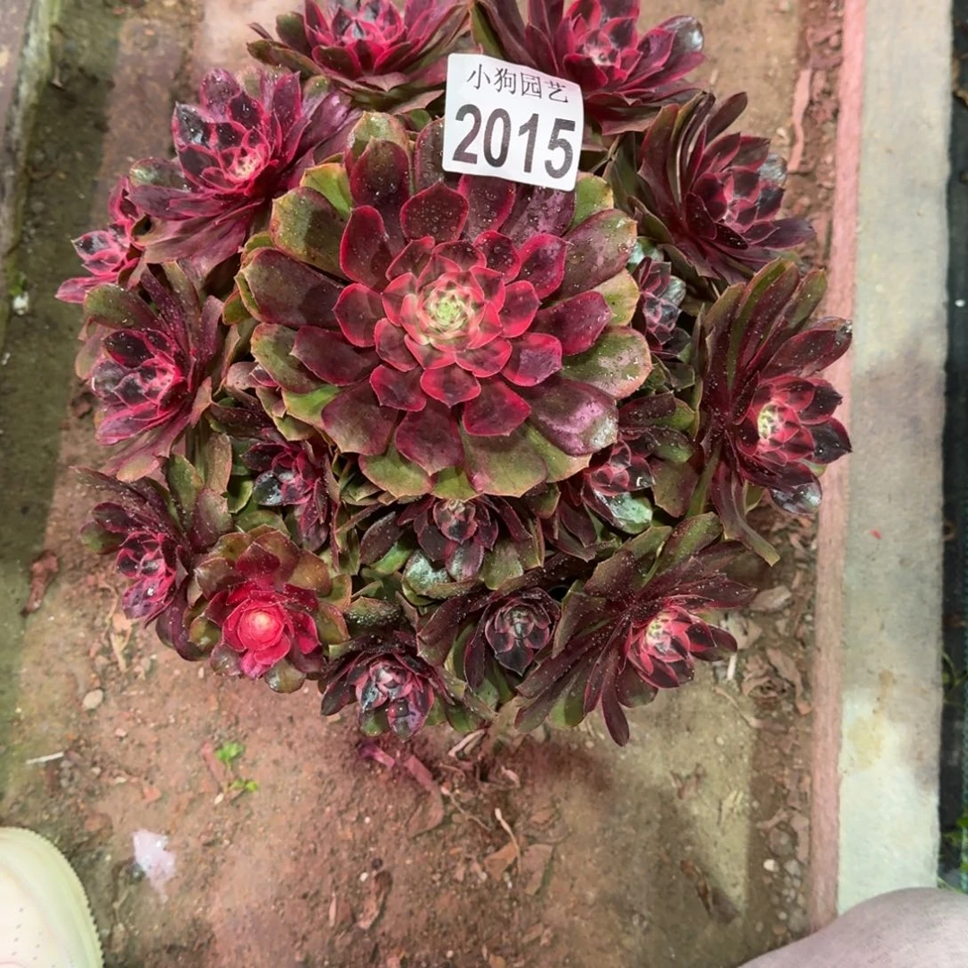 青***華粉花妖变异多肉植物2015