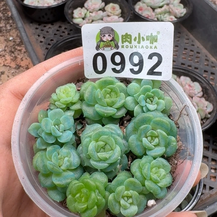 多肉植物多肉植物